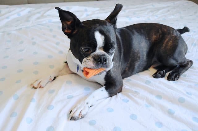 Tips For Moving With Pets